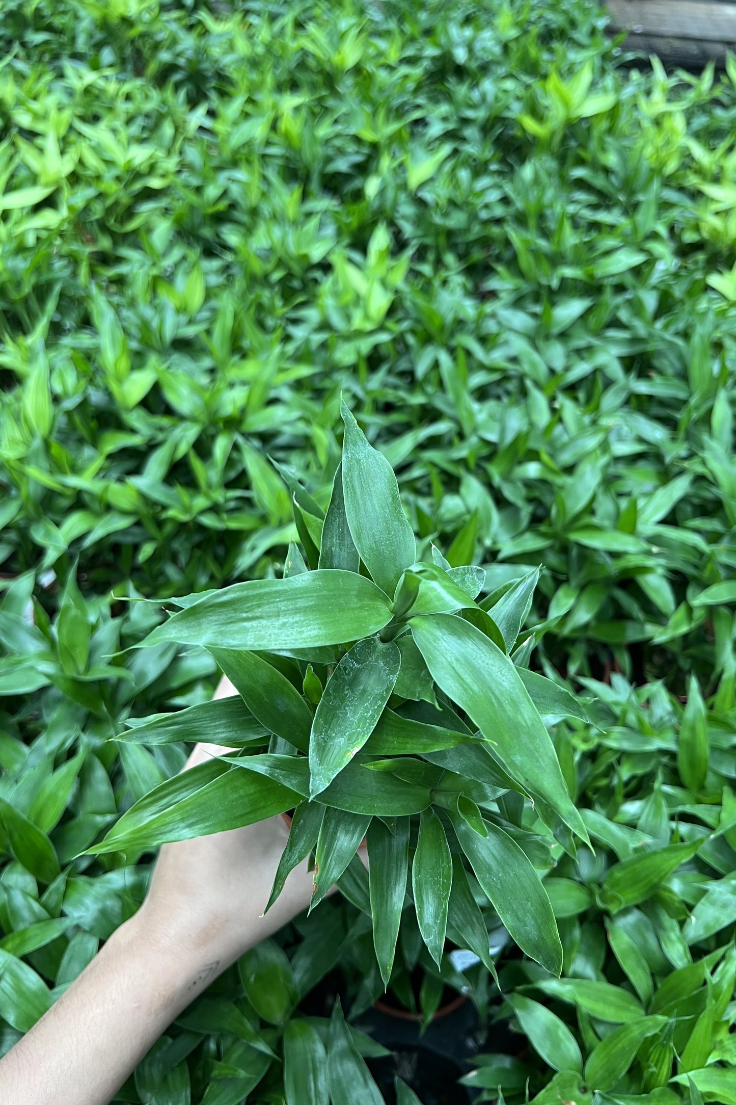 Lucky Bamboo