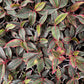 Aglaonema Red lipstick