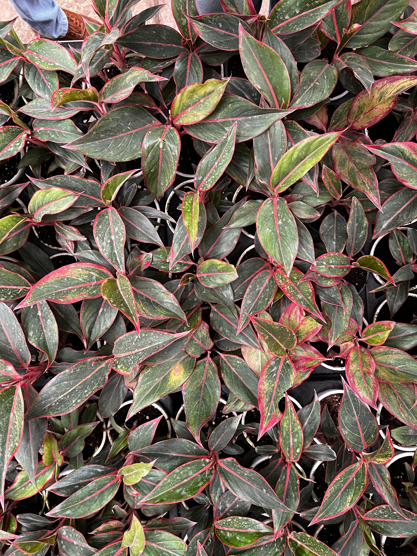 Aglaonema Red lipstick