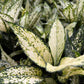 Aglaonema Snow White
