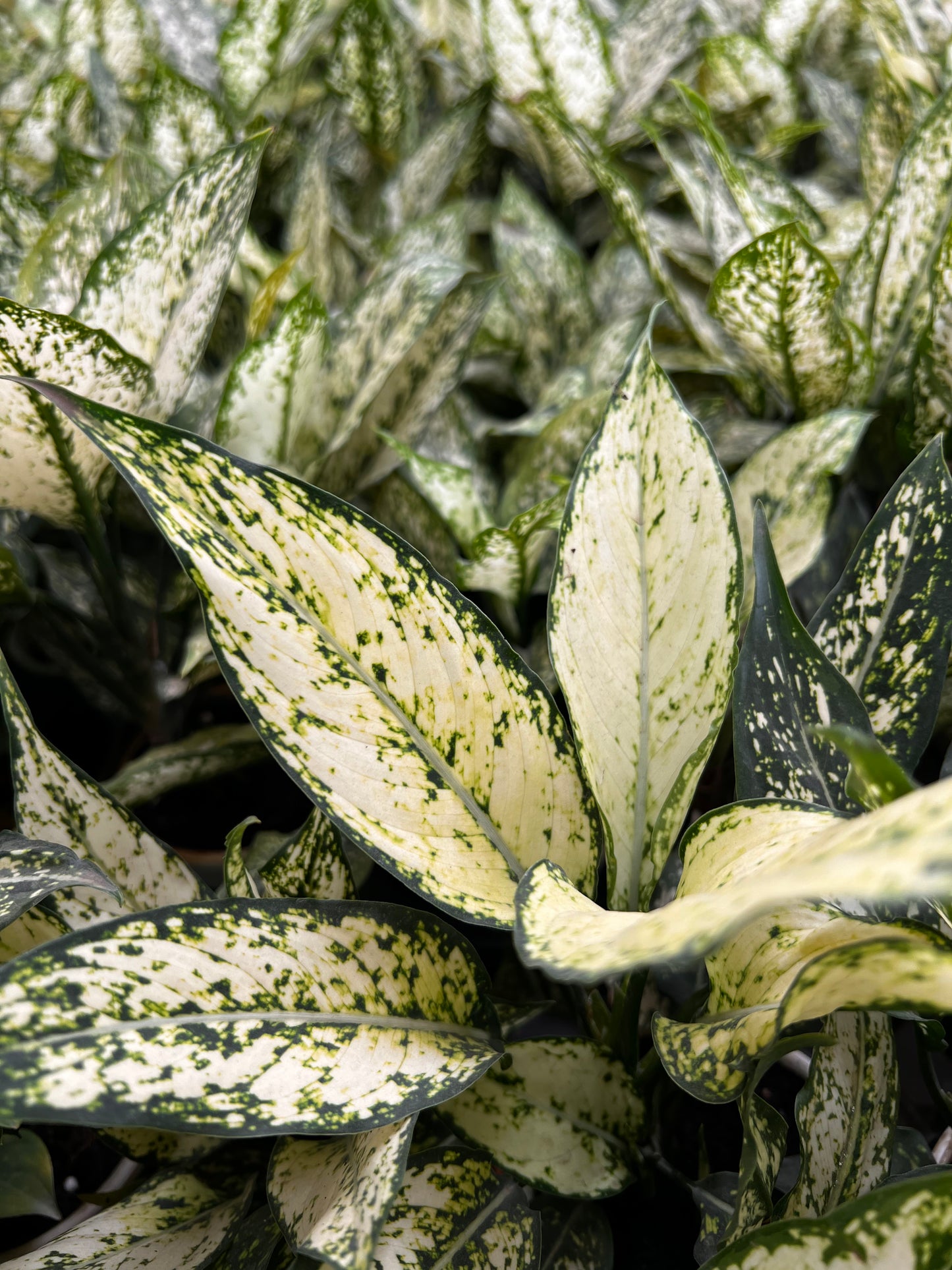 Aglaonema Snow White