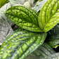 Monstera Peru