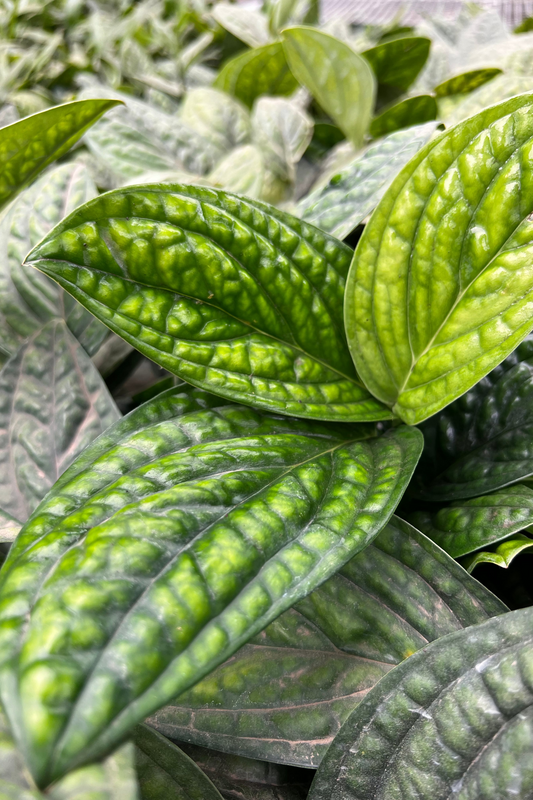 Monstera Peru