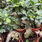 Ficus Microcarpa Bonsai