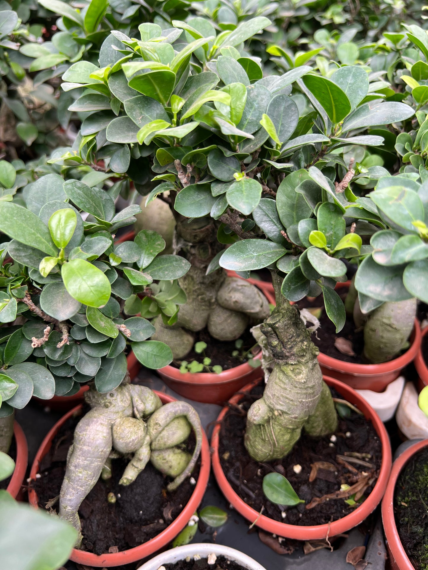 Ficus Microcarpa Bonsai