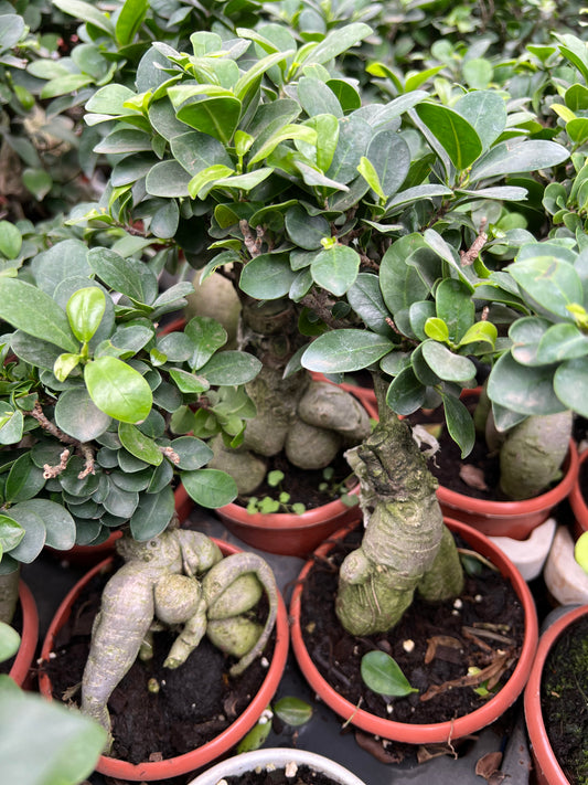 Ficus Microcarpa Bonsai