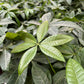 Money Tree