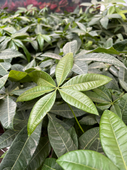 Money Tree