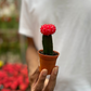 Moon Cactus (Red)