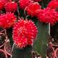 Moon Cactus (Red)