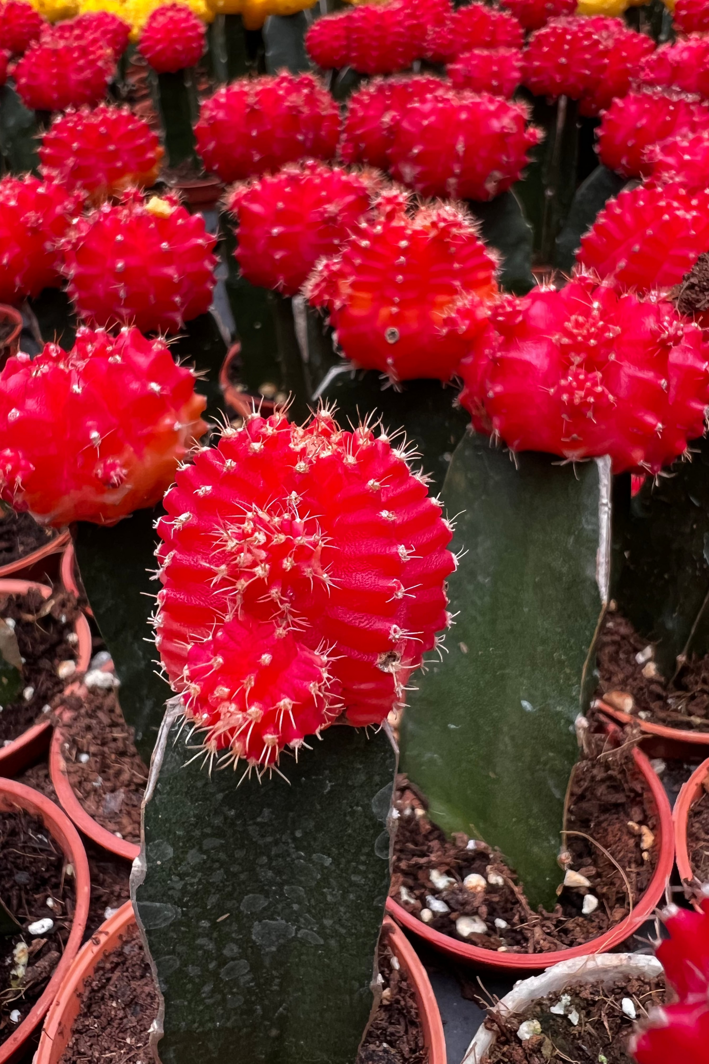 Moon Cactus (Red)