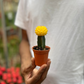 Moon Cactus (Yellow)