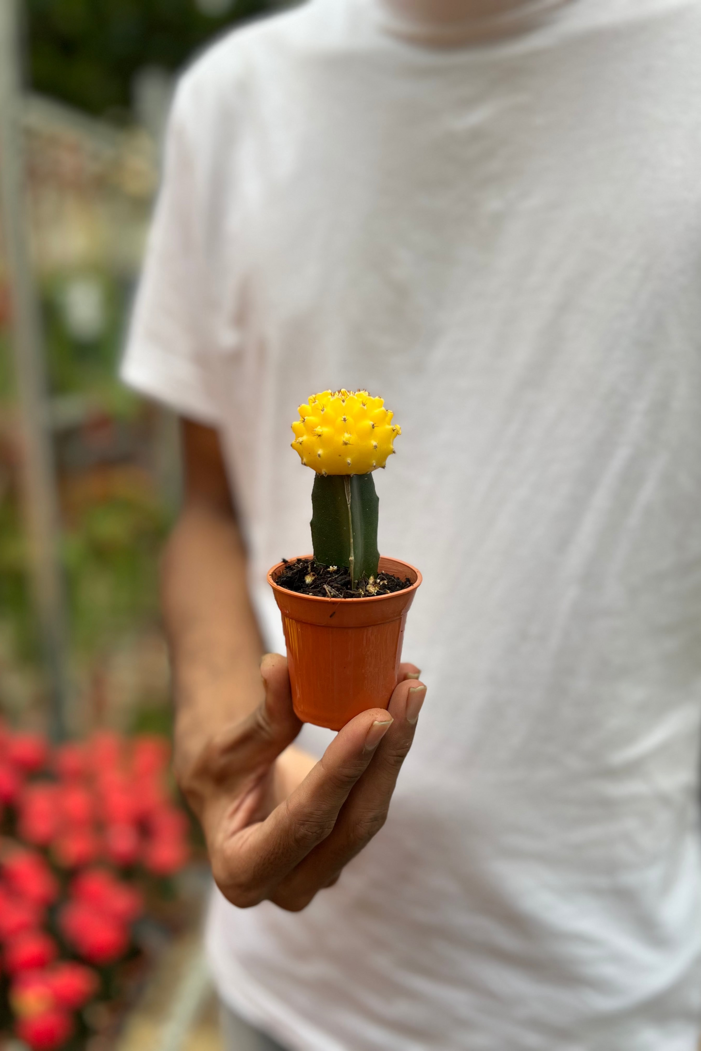 Moon Cactus (Yellow)