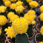 Moon Cactus (Yellow)