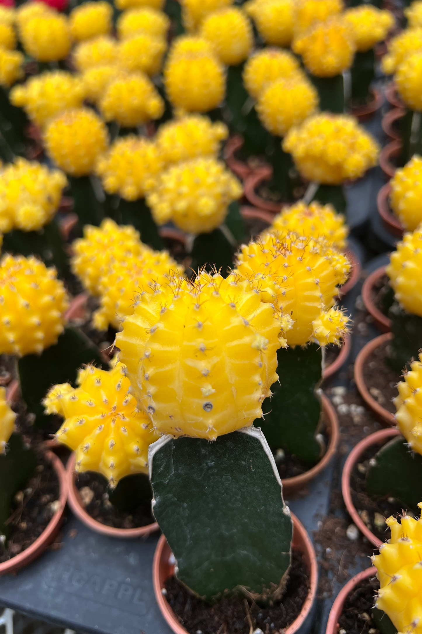 Moon Cactus (Yellow)