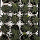 Haworthia Limifolia