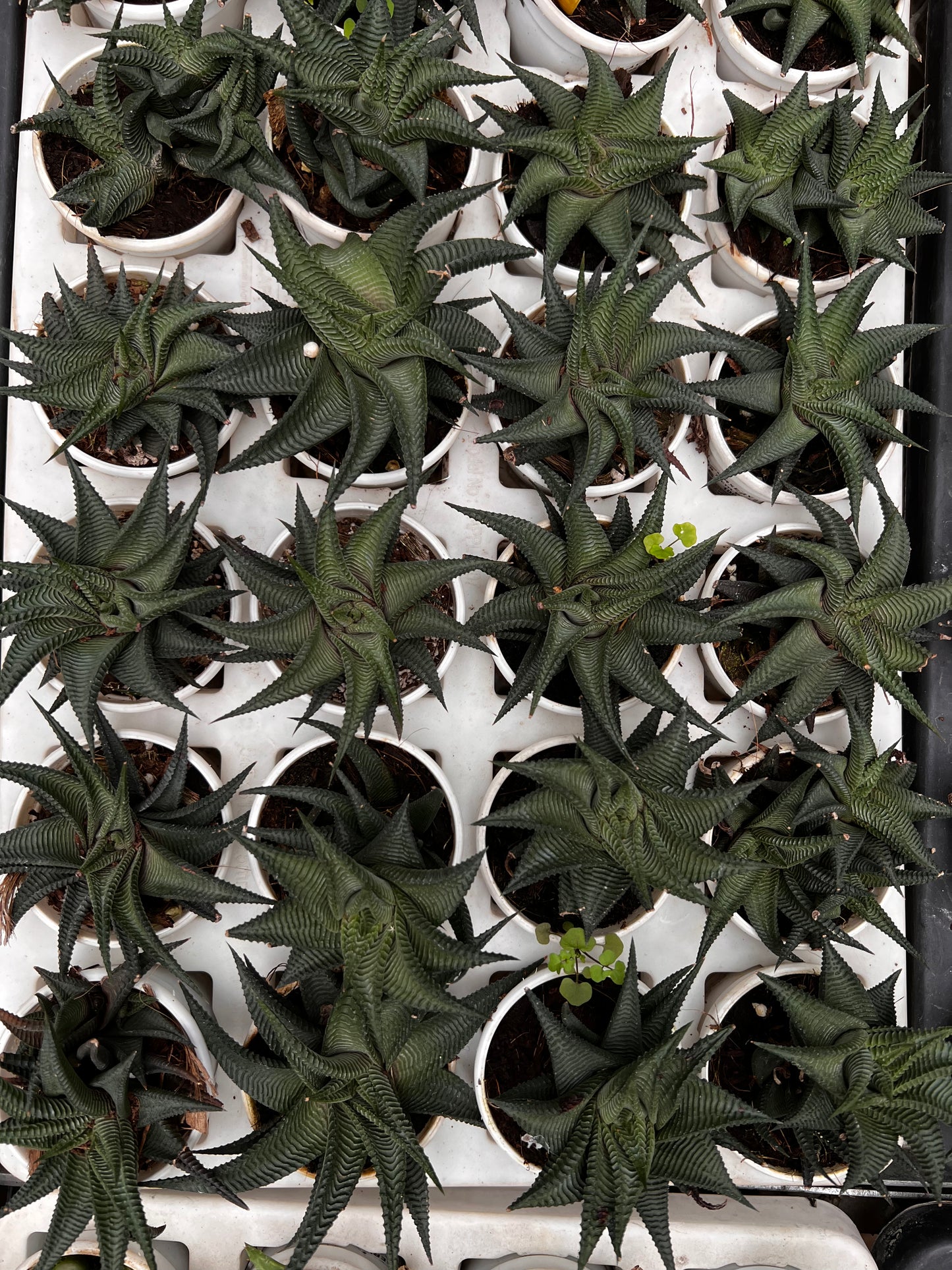 Haworthia Limifolia