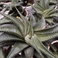 Haworthia Limifolia
