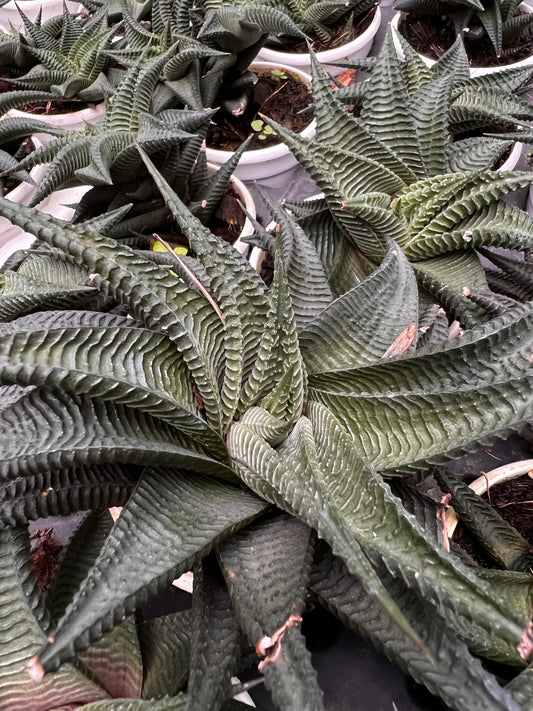 Haworthia Limifolia