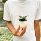Haworthia Limifolia