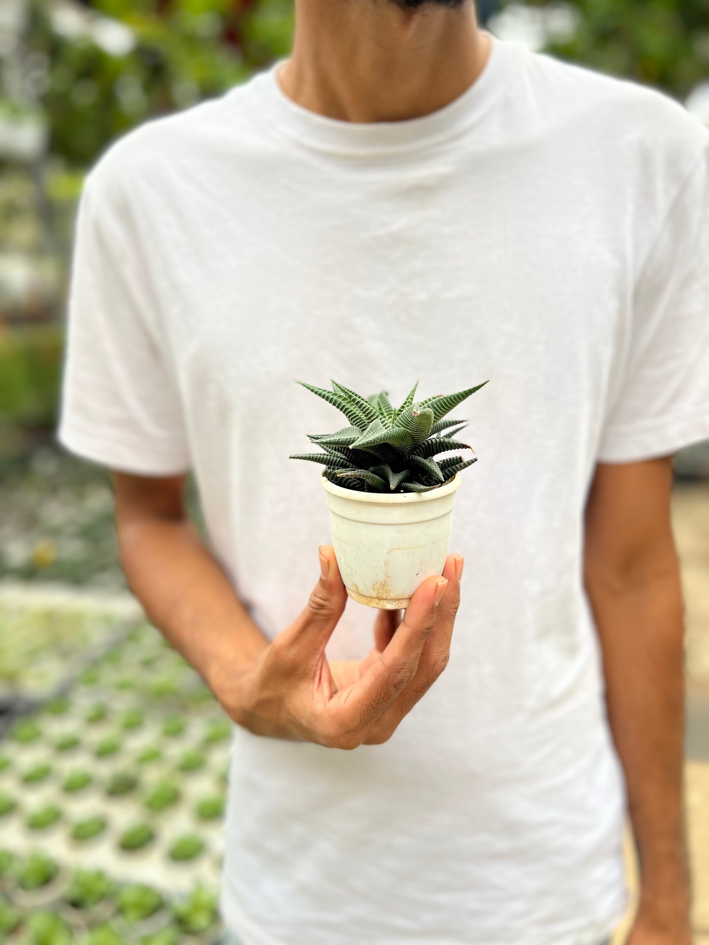 Haworthia Limifolia