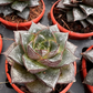 Echeveria Purpursoram