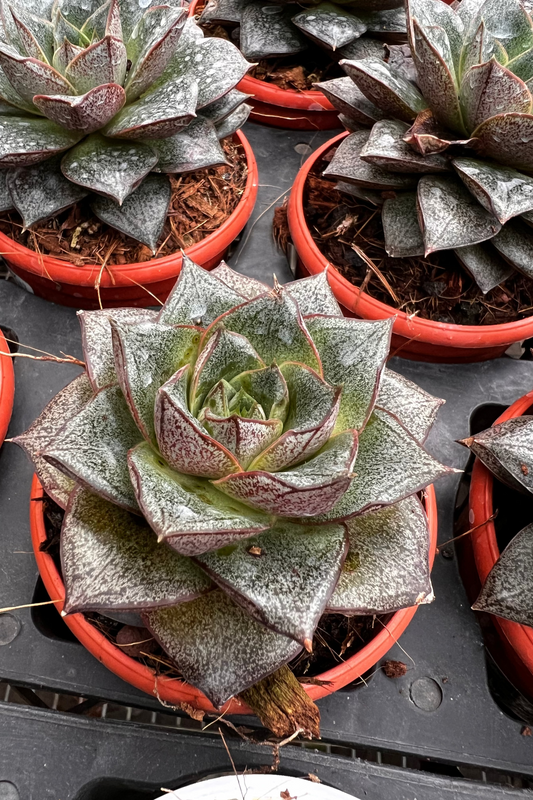 Echeveria Purpursoram