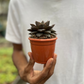 Echeveria Purpursoram