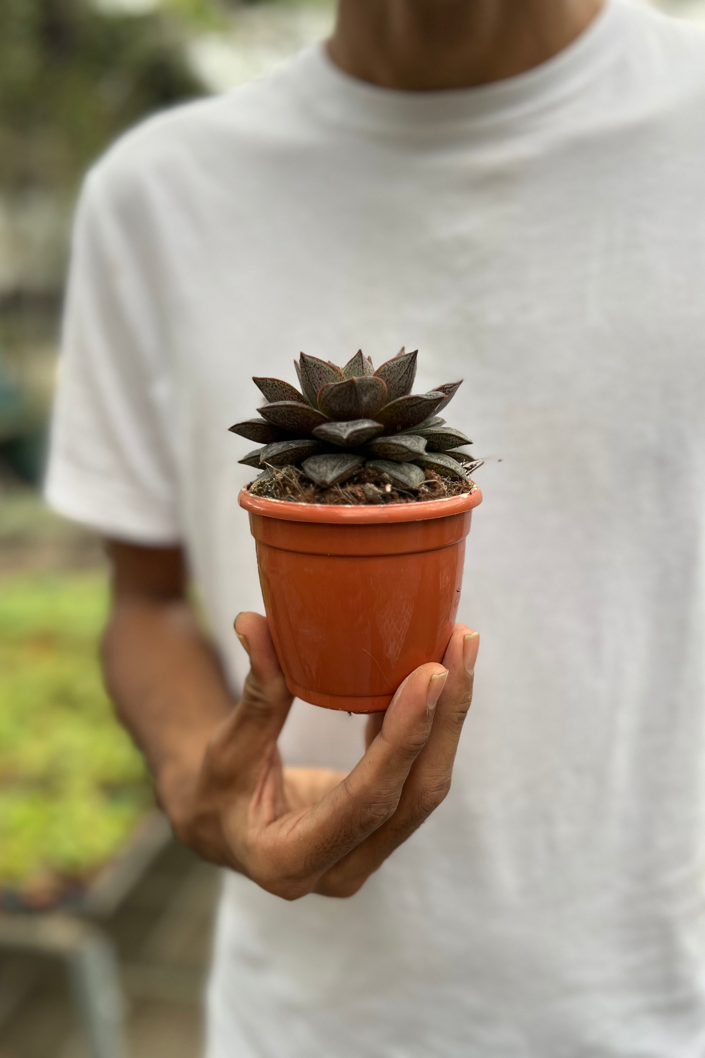 Echeveria Purpursoram