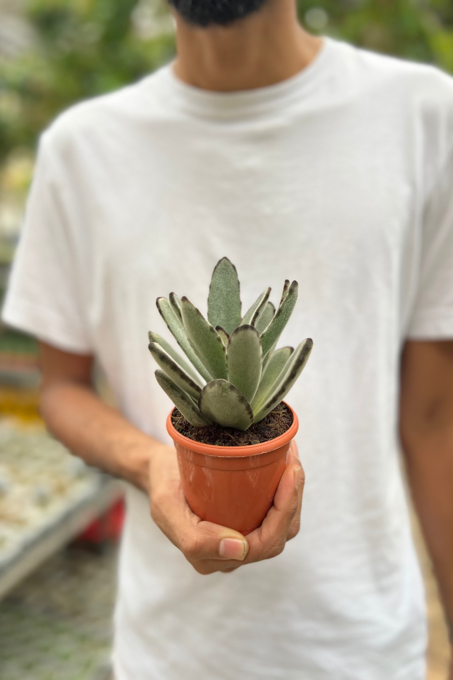 Panda Plant