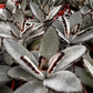 Panda Plant