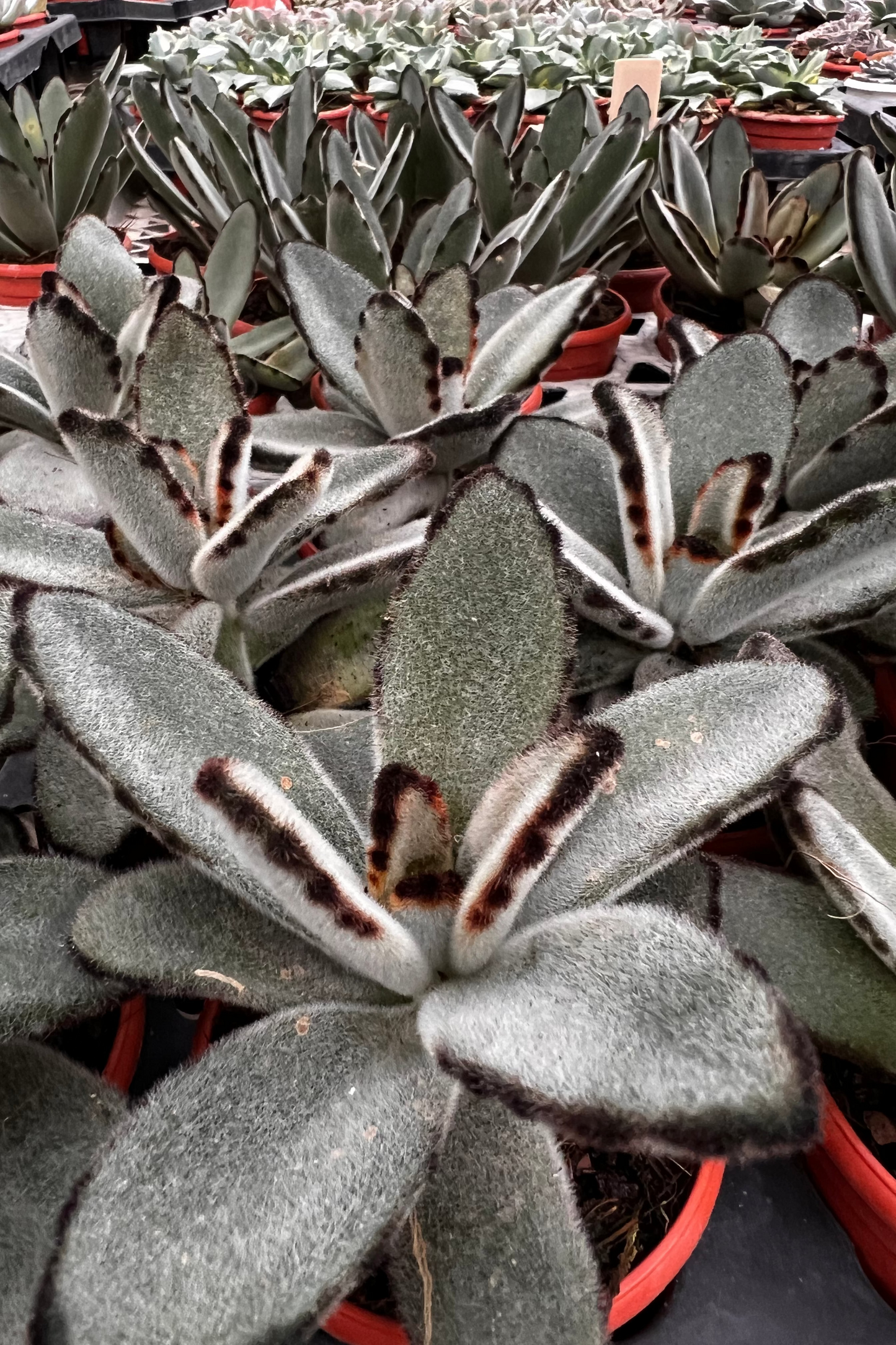 Panda Plant