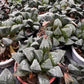 Haworthia Cooper Variated
