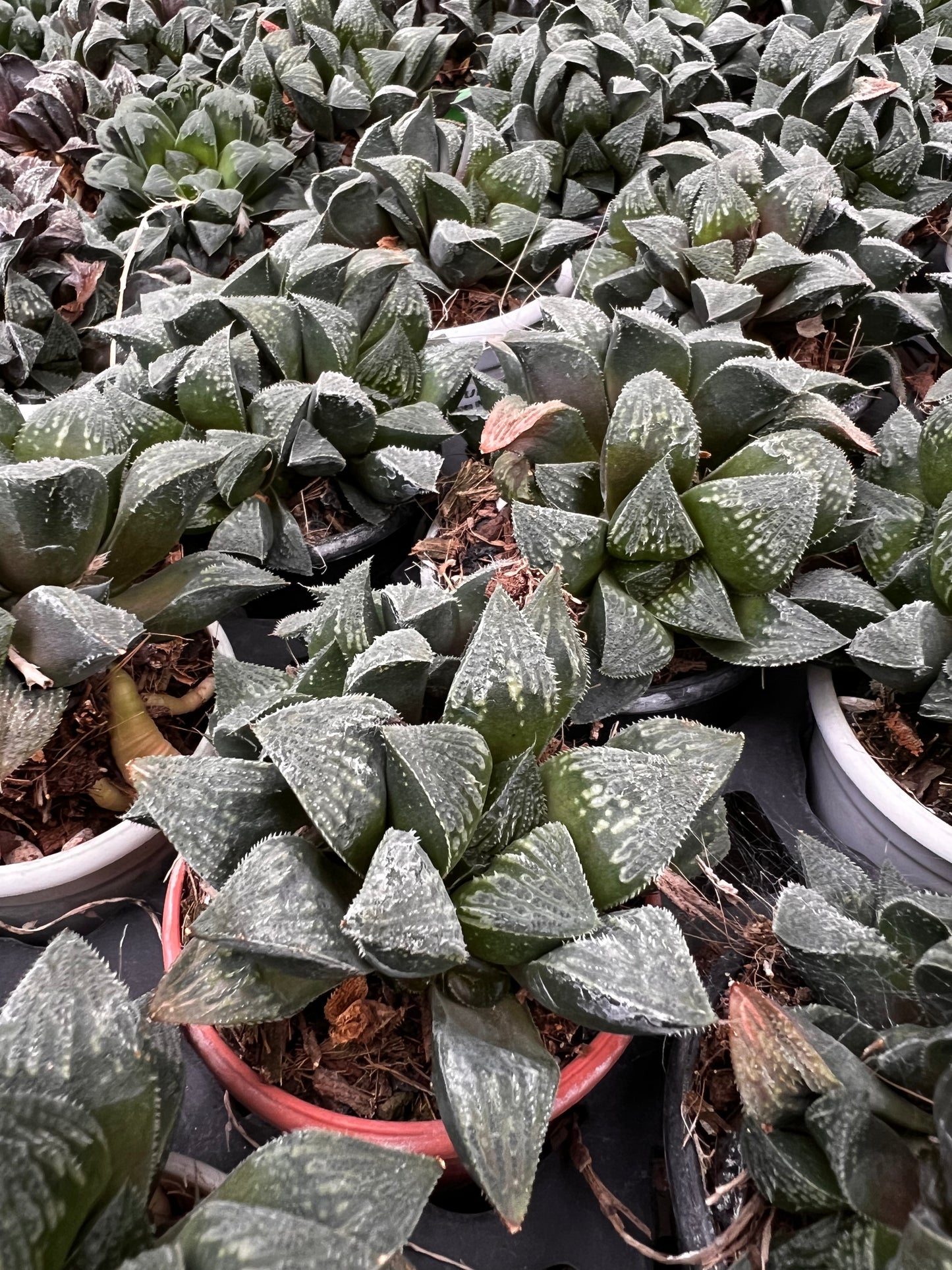 Haworthia Cooper Variated