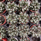 Haworthia Cooper Variated