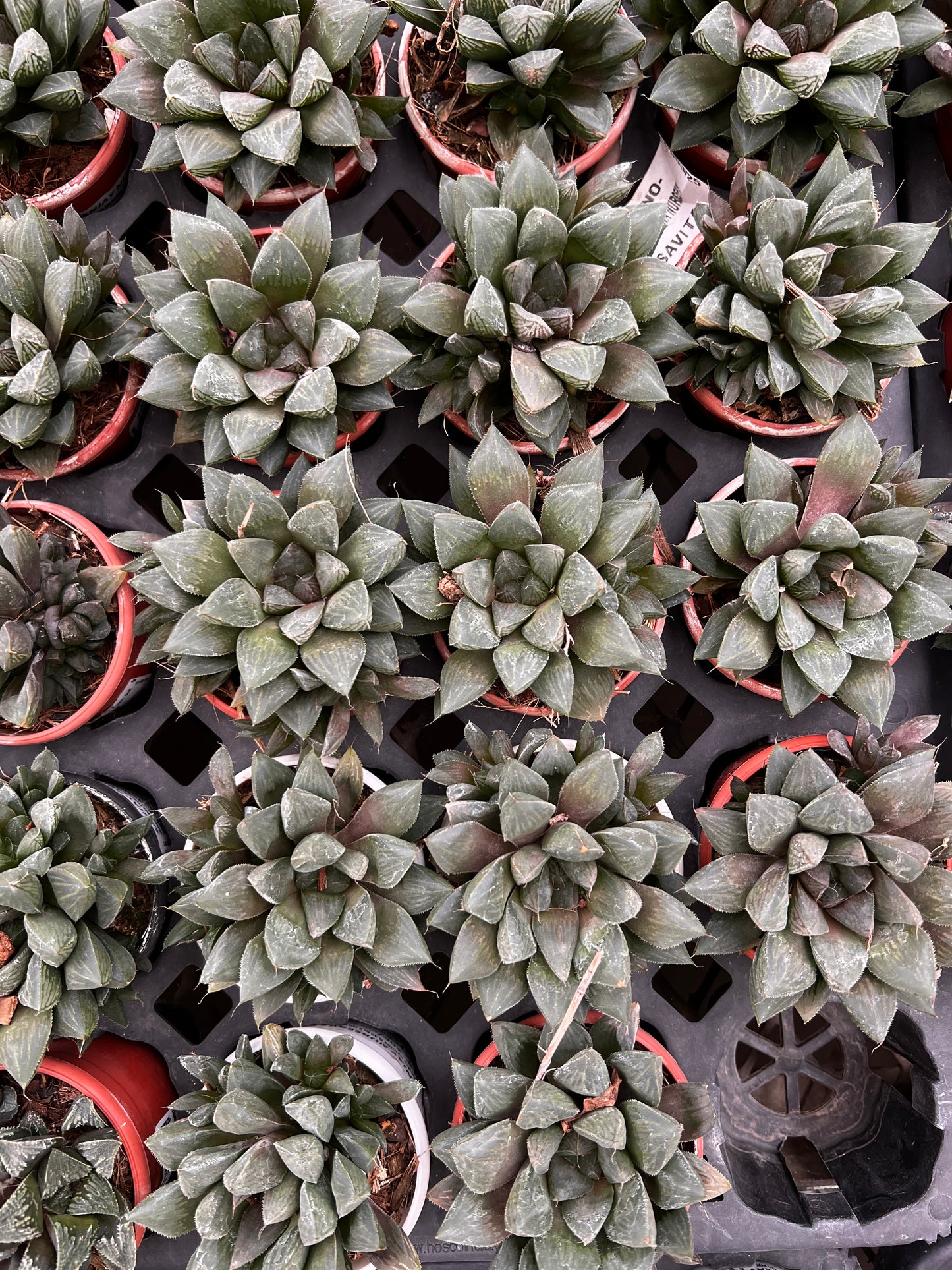 Haworthia Cooper Variated