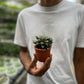 Haworthia Cooper Variated