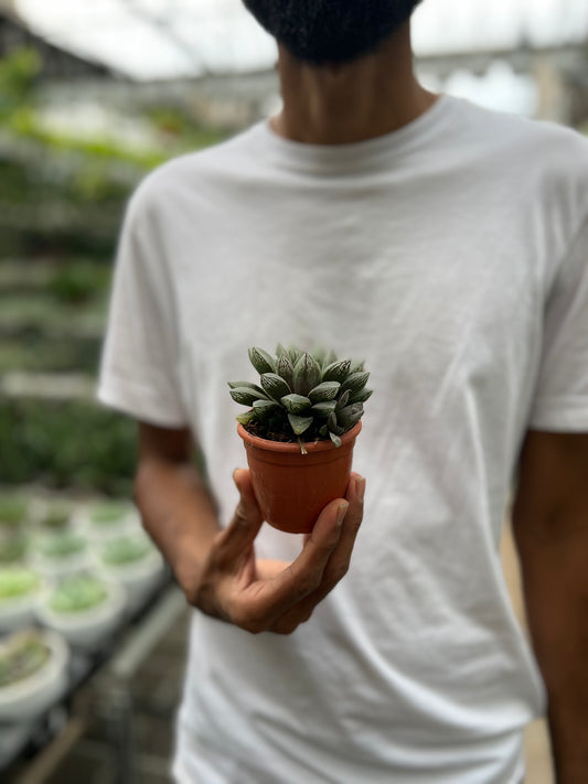 Haworthia Cooper Variated