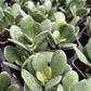 Crassula Ovata
