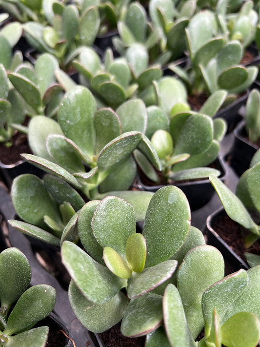 Crassula Ovata