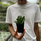 Crassula Ovata