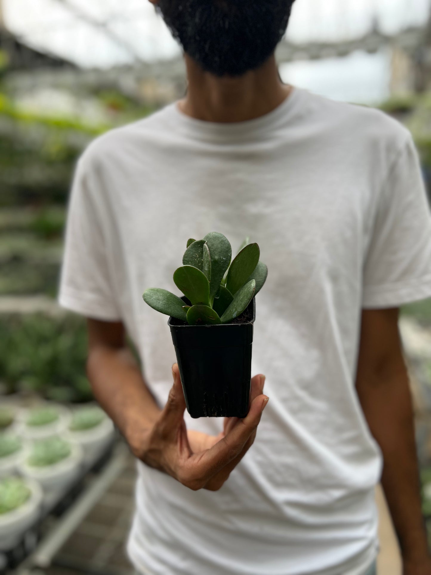 Crassula Ovata