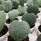 Hoya Kerrii