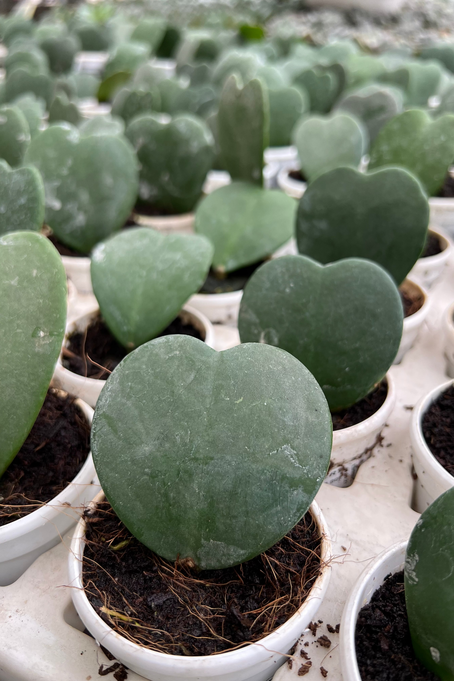 Hoya Kerrii