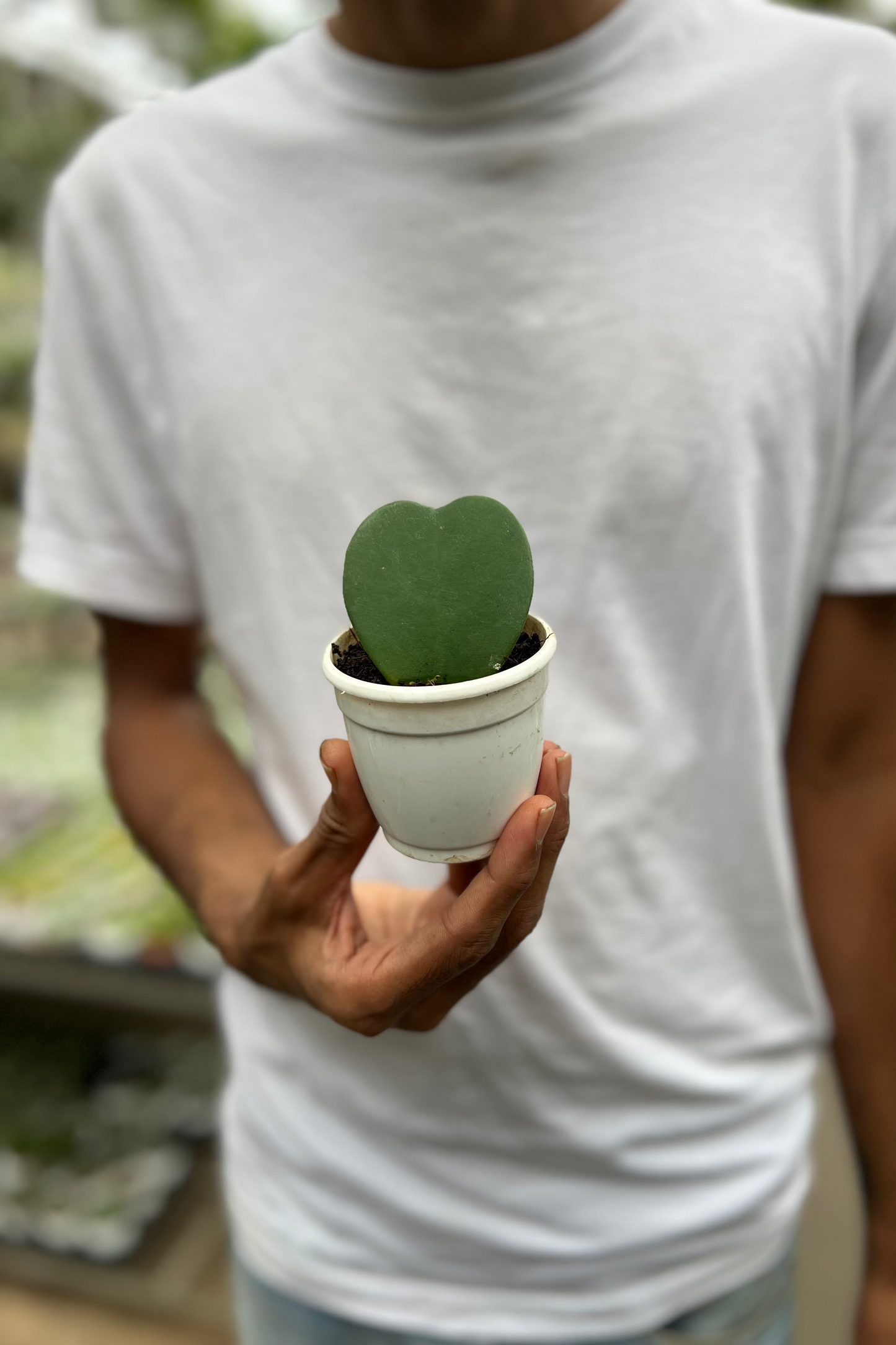 Hoya Kerrii