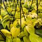 Philodendron Heartleaf Neon