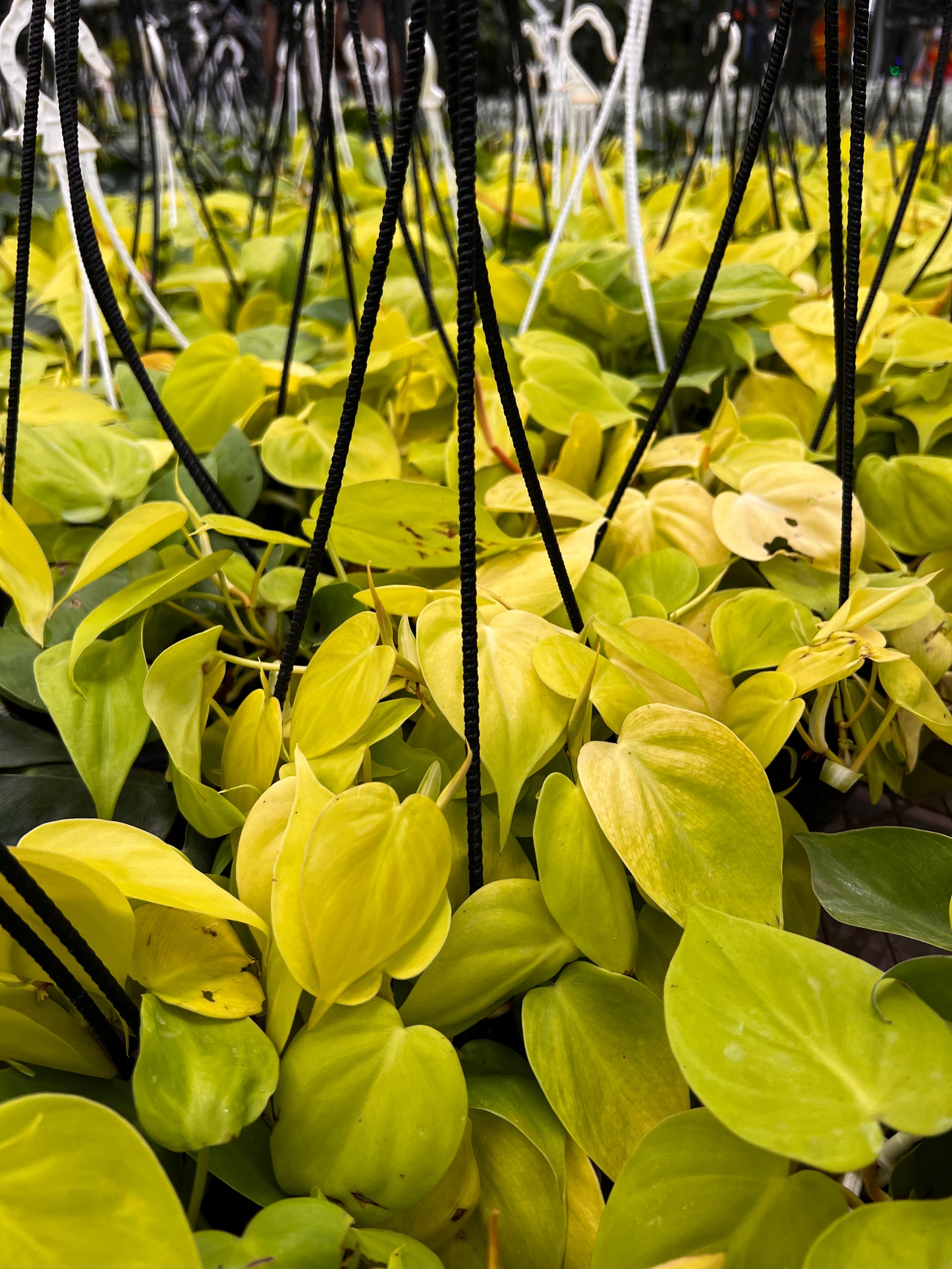 Philodendron Heartleaf Neon