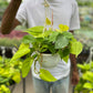 Philodendron Heartleaf Neon