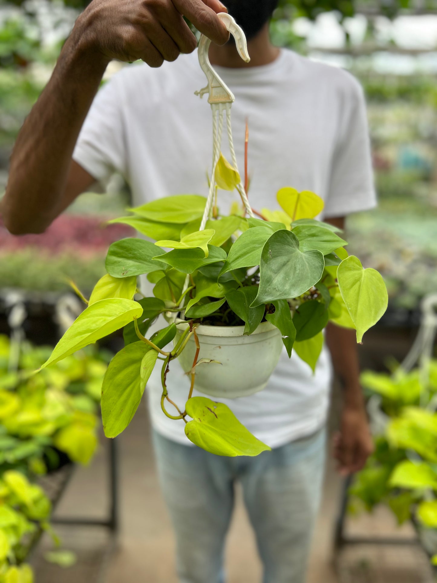 Philodendron Heartleaf Neon