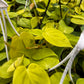 Philodendron Heartleaf Neon
